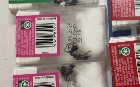 Inheemse Australische mieren verstopt in Tic Tac-doosjes tijdens illegale export