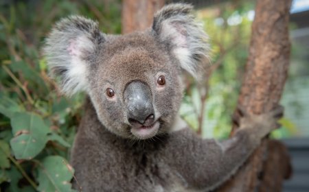 Opmerkelijk – Australië keurt vaccin tegen chlamydia voor koala’s goed
