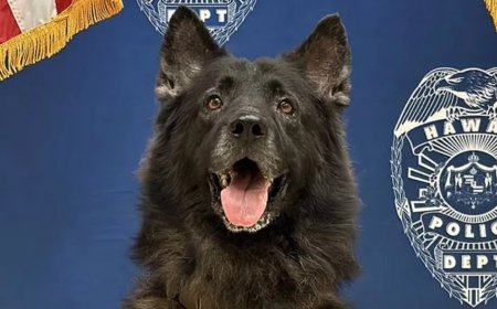 Politiehond sterft door hitte in auto Hawaï