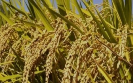 Belangengroep Padieverbouwers Nickerie vraagt LVV-minister om interventie in kwestie opkooppr