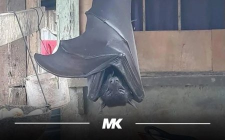 De vriendelijke reus van het woud