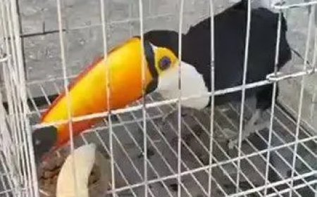 Toekans, ara’s, apen en schildpadden onder 700 dieren gered bij grootschalige inval in Brazil