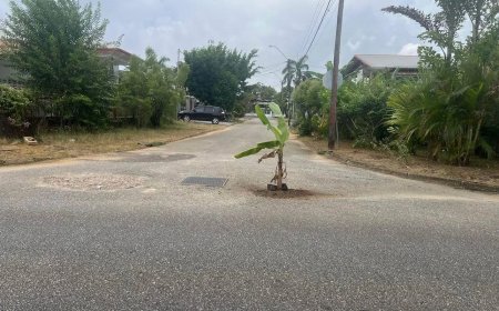 Suriname: Het “groenste land” van Zuid-Amerika ????????