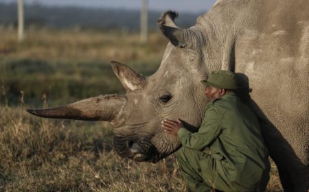 Ondanks Wereld Neushoorn Dag dagelijks een neushoorn gestroopt