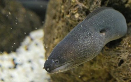 Studie: 99% van palingproducten komt van bedreigde soorten