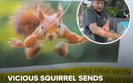 Agressieve eekhoorn valt mensen aan in San Francisco (VS), zeker twee slachtoffers naar zieke