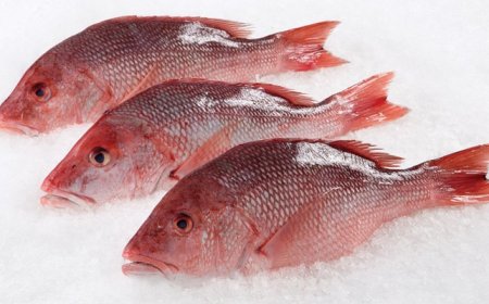 Regering VS dreigt met importverbod: Surinaamse visserij onder druk door illegale praktijken