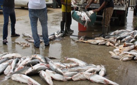 Illegale visverkopers zoeken oplossing bij dc Paramaribo-Midden