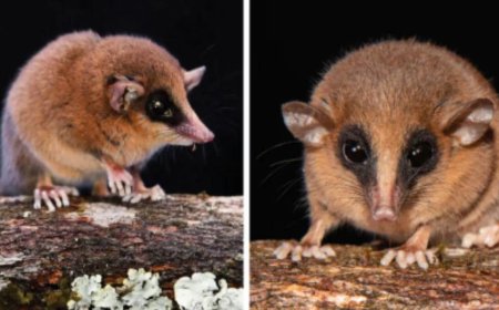 Mysterieus wezen gevonden in ‘verboden nevelwoud’ van Peru is nieuw soort buideldier