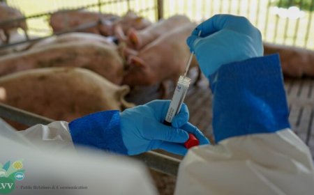 LVV-directeur Chotkan: ASF is serieuze bedreiging voor Surinaamse varkenshouderij