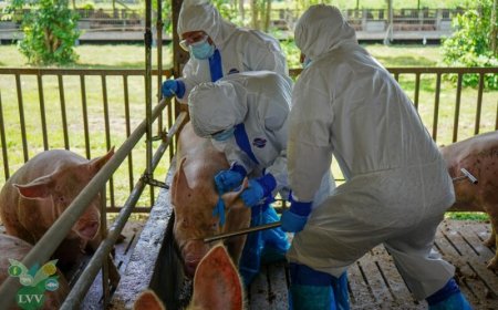 LVV bewapent zich tegen Afrikaanse varkenspest