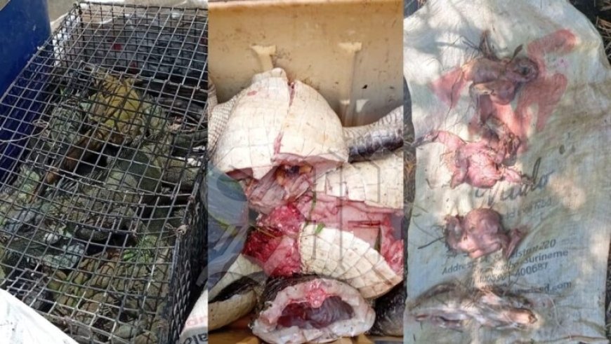 llegale jacht: LBB ontdekt kaaimannen, groene ibissen en leguanen in boot