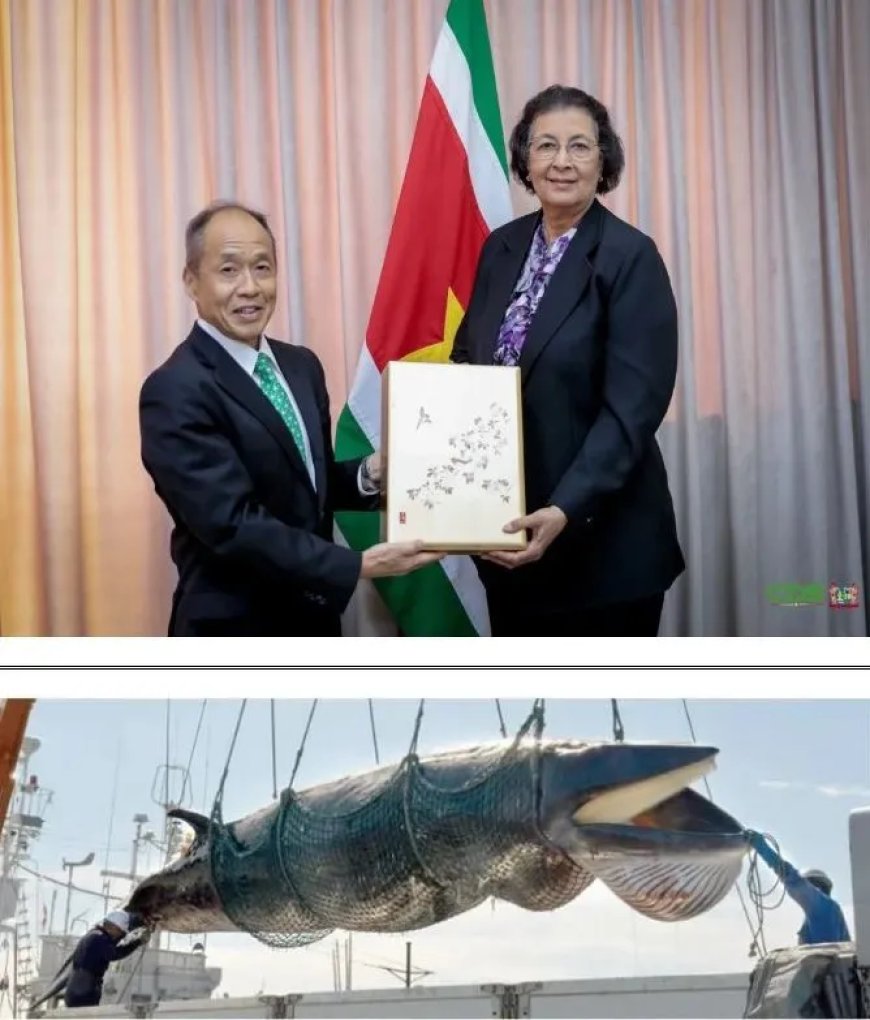Japanse steun in ziekenhuizen, Surinaamse steun op zee