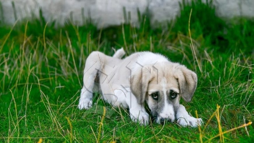 Oproep tot actie: dieren in Nickerie verdienen een permanente dierenarts