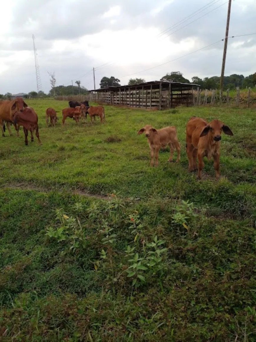 Koe en kalf bij elkaar: goed voor dier, mens en milieu
