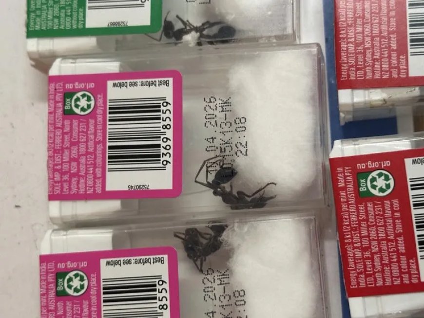 Inheemse Australische mieren verstopt in Tic Tac-doosjes tijdens illegale export