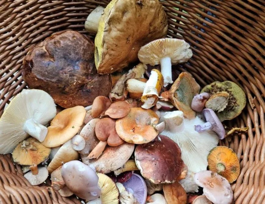 Opmerkelijk – Paddenstoelen in Duitsland kunnen weer gegeten worden, 40 jaar na kernramp Tsje