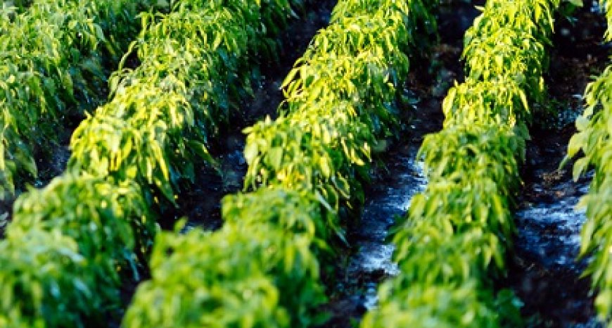 Focus op toerisme en landbouw als basis voor economische groei