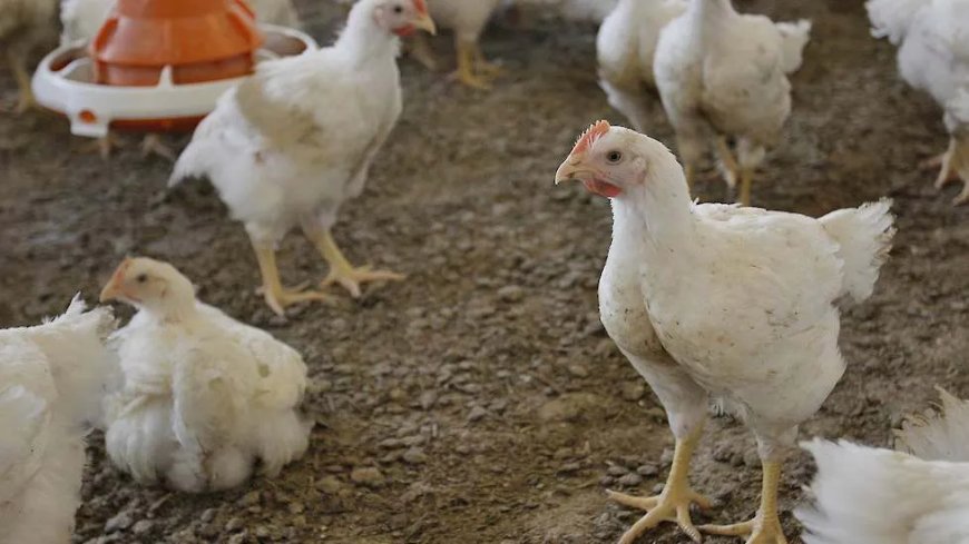 Kippenkweker Rudie: “Je bent nooit zeker wat je precies gaat verdienen”