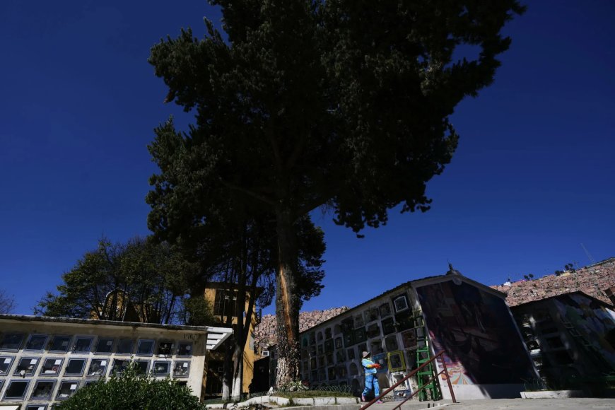 Een door bliksem getroffen ‘wonderboom’, die wensen zou vervullen, trekt gelovigen naar Boliv