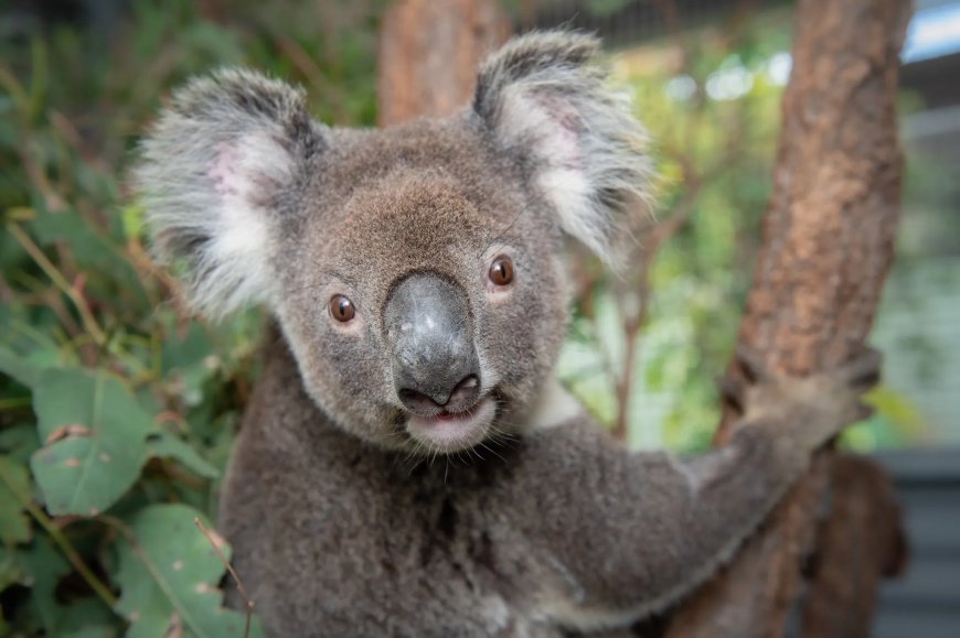 Opmerkelijk – Australië keurt vaccin tegen chlamydia voor koala’s goed