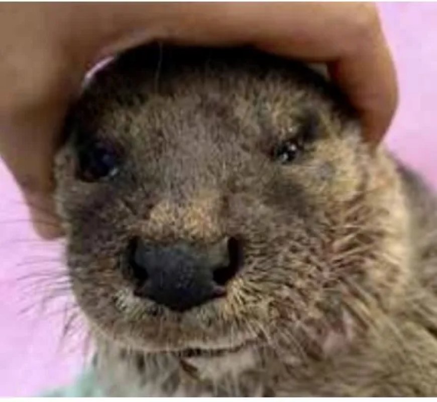 Zeldzame otter ontdekt in Goa, India