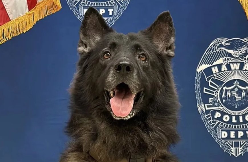 Politiehond sterft door hitte in auto Hawaï