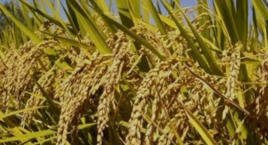 Belangengroep Padieverbouwers Nickerie vraagt LVV-minister om interventie in kwestie opkooppr