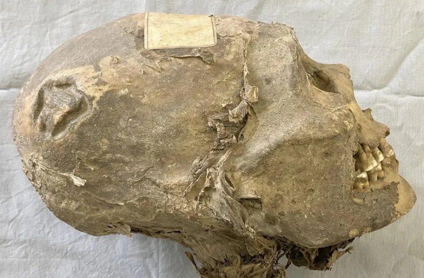 350 jaar oud gemummificeerd hoofd in Zwitserland herleid tot Aymara in Bolivia na nieuw onder