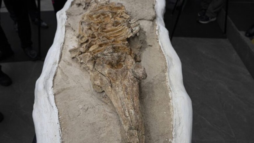 Resten van 10 miljoen jaar oude dolfijn gevonden in woestijn Peru