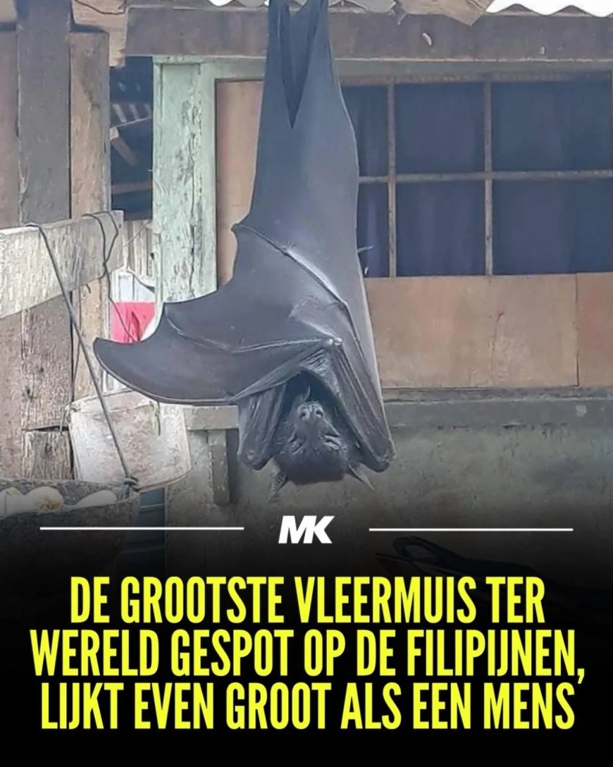 De vriendelijke reus van het woud