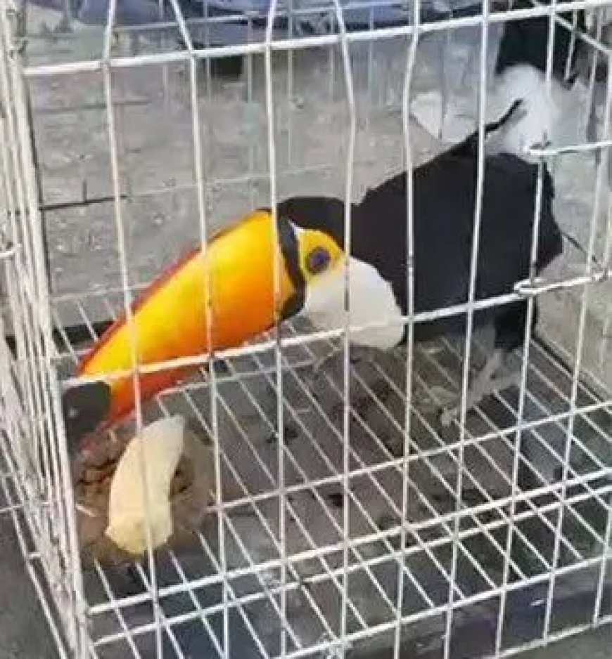 Toekans, ara’s, apen en schildpadden onder 700 dieren gered bij grootschalige inval in Brazil