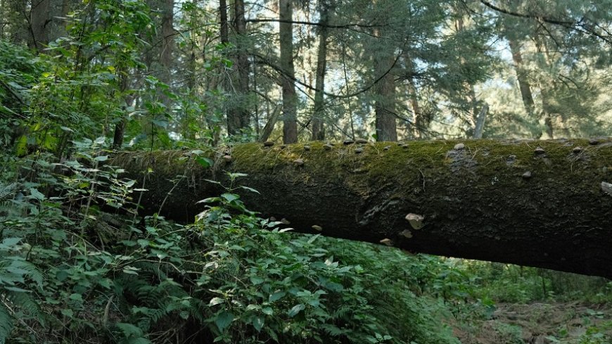 Fayalobi: Vreemde gedachten