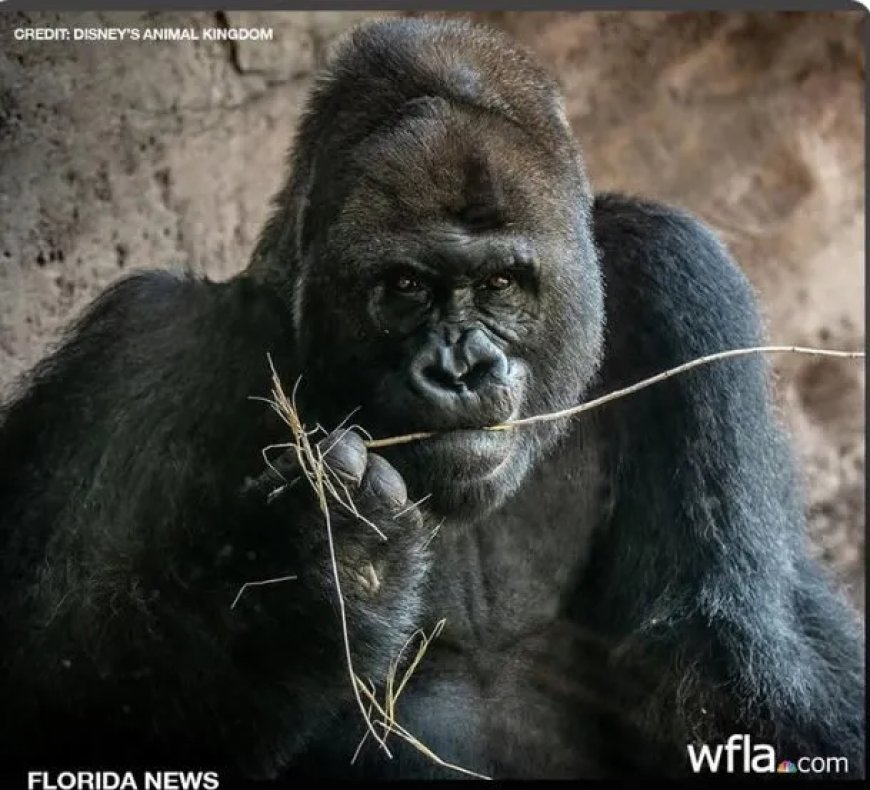 Geliefde gorilla Gino overleden in Disney’s Animal Kingdom