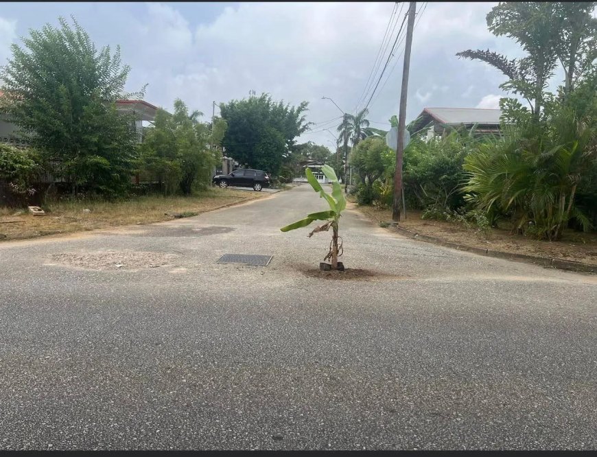 Suriname: Het “groenste land” van Zuid-Amerika ????????