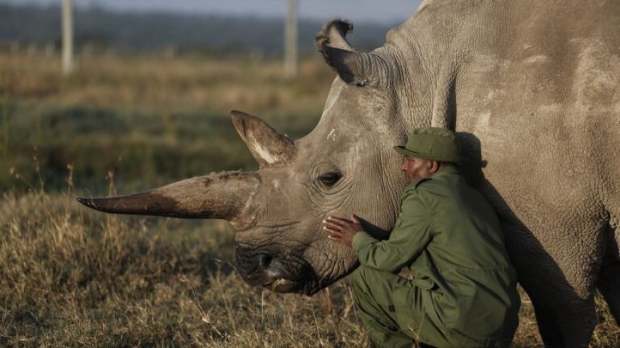 Ondanks Wereld Neushoorn Dag dagelijks een neushoorn gestroopt