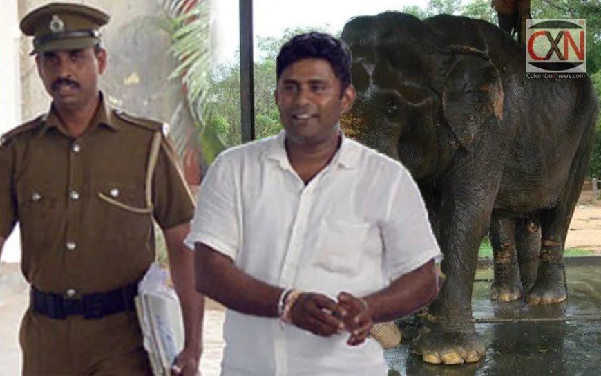 Hooggerechtshof Sri Lanka veroordeelt olifantenverzorger tot 15 jaar cel in eerste zaak over 