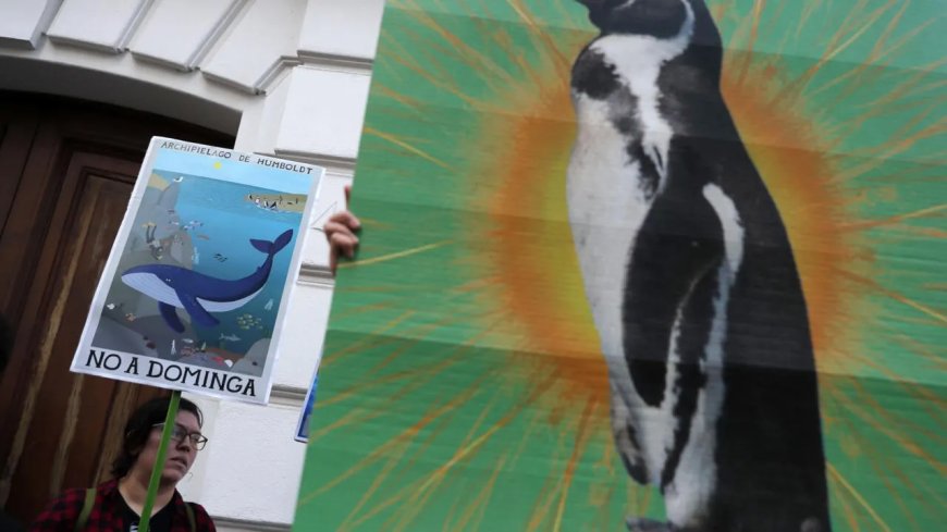 Chileens Hooggerechtshof keurt Dominga-mijnproject bij natuurreservaat goed na 12 jaar juridi