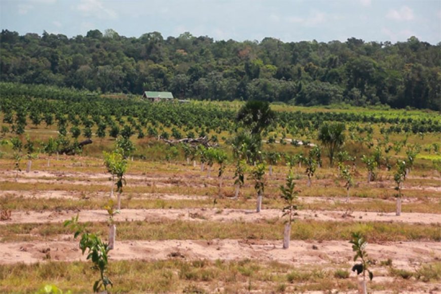 Groene reus in Tibiti: Braziliaanse know-how doet Suriname bloeien