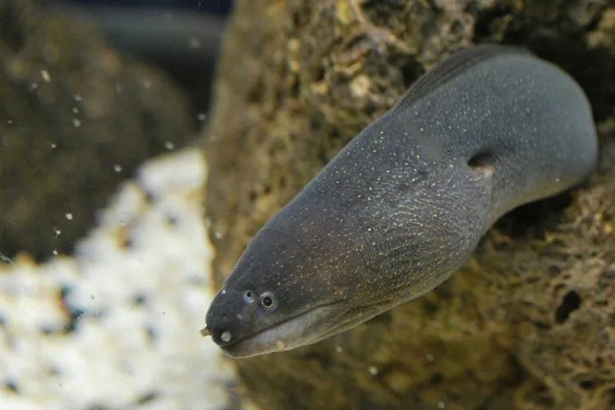 Studie: 99% van palingproducten komt van bedreigde soorten