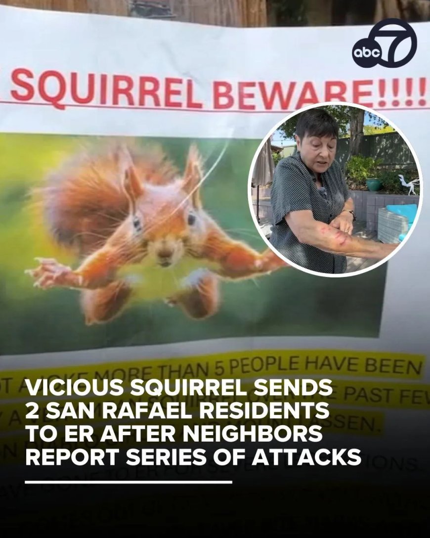 Agressieve eekhoorn valt mensen aan in San Francisco (VS), zeker twee slachtoffers naar zieke