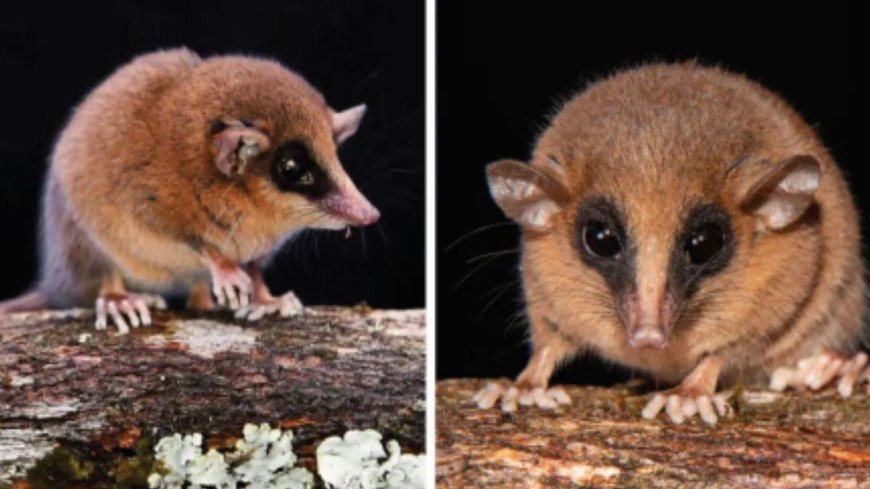 Mysterieus wezen gevonden in ‘verboden nevelwoud’ van Peru is nieuw soort buideldier