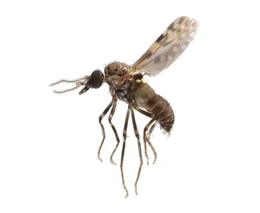 GELIJKTIJDIGE UITBRAKEN VAN CHIKUNGUNYA EN OROPOUCHE