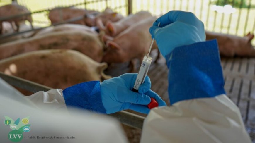 LVV-directeur Chotkan: ASF is serieuze bedreiging voor Surinaamse varkenshouderij