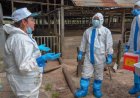 Versterking van surveillance capaciteiten tegen African Swine Fever in CARICOM-lidstaten
