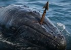 Walvis overleeft meer dan een eeuw met harpoen