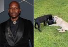 Politie-bevel tegen Tyrese na dodelijk incident met buurhond
