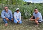 Biologische ananas uit Suriname klaar voor internationale doorbraak