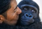 Geredde baby gorilla blijft in Istanbul na geschil met Nigeriaanse ngo over DNA-test