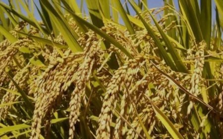 Padieboeren willen spoedig duidelijkheid van LVV in kwestie opkoopprijs